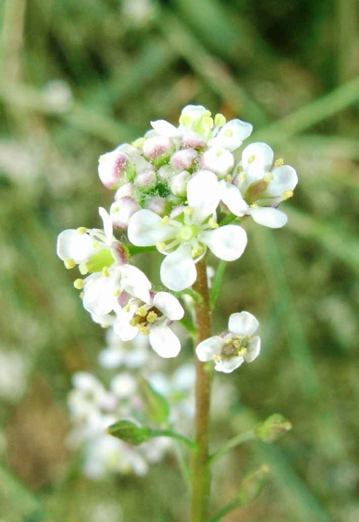 Lepidium graminifolium / Lepidio graminifoglio